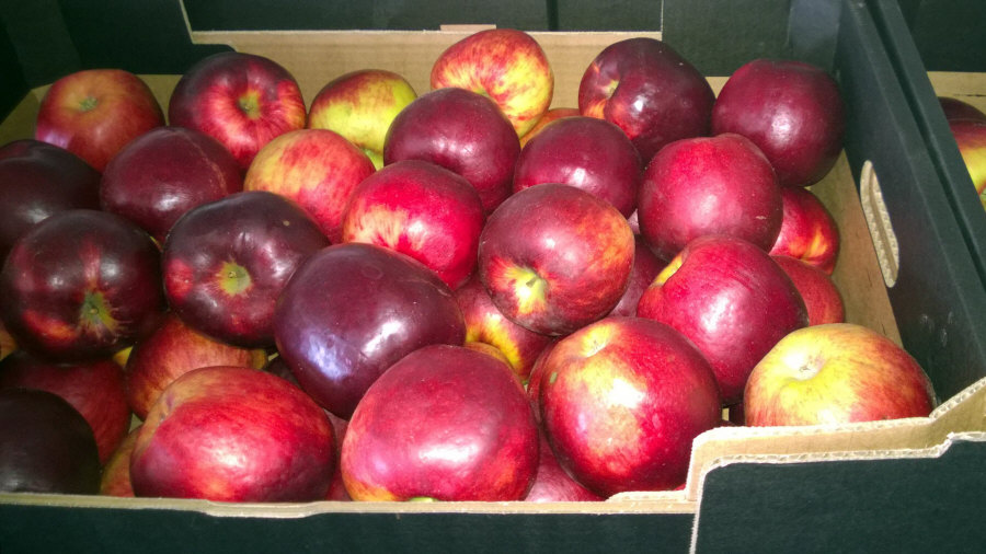 Esportatore polacco di frutta, mele, pere, prugne, ciliegie, ingrosso Polonia 01